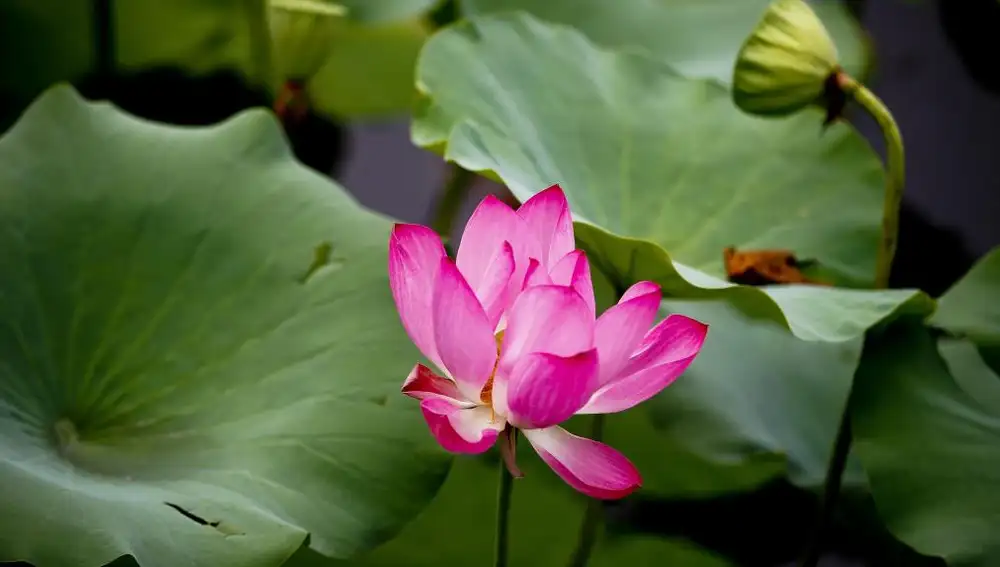 Una flor de Loto en el Antiguo Palacio de Verano, a las afueras de Pekín, China.