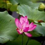 Una flor de Loto en el Antiguo Palacio de Verano, a las afueras de Pekín, China.