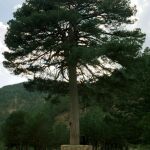Pino del «Escobón», arbol singular por su antigüedad y grandes dimensiones. Este pino se encuentra en la Sierra de Gudar (Teruel)