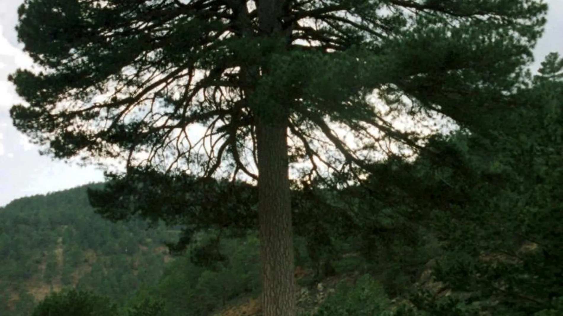 Pino del «Escobón», arbol singular por su antigüedad y grandes dimensiones. Este pino se encuentra en la Sierra de Gudar (Teruel)