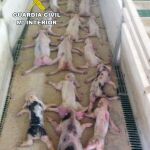 Algunos de los lechones muertos en una imagen distribuida por la Guardia Civil