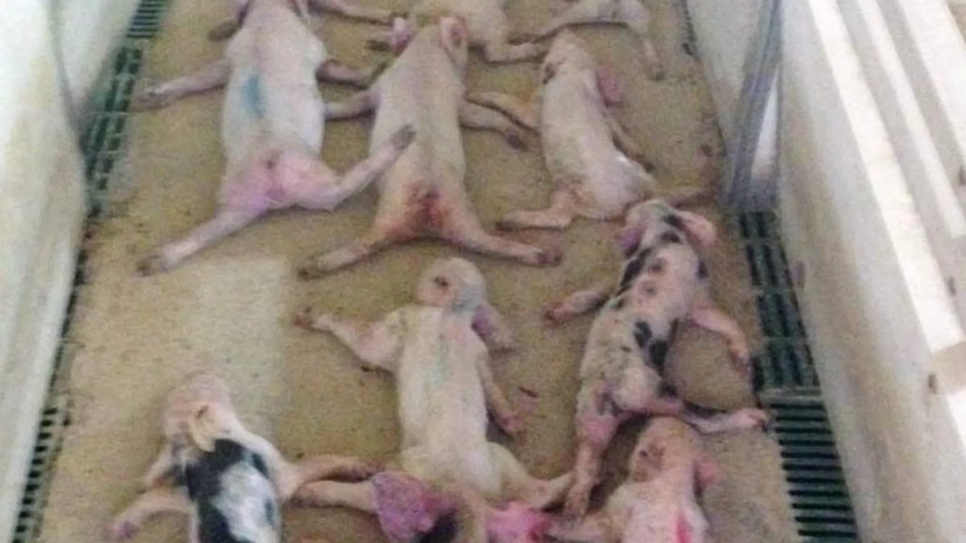 Algunos de los lechones muertos en una imagen distribuida por la Guardia Civil