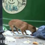 Cien mil perros son abandonados cada año en España según las protectoras de animales