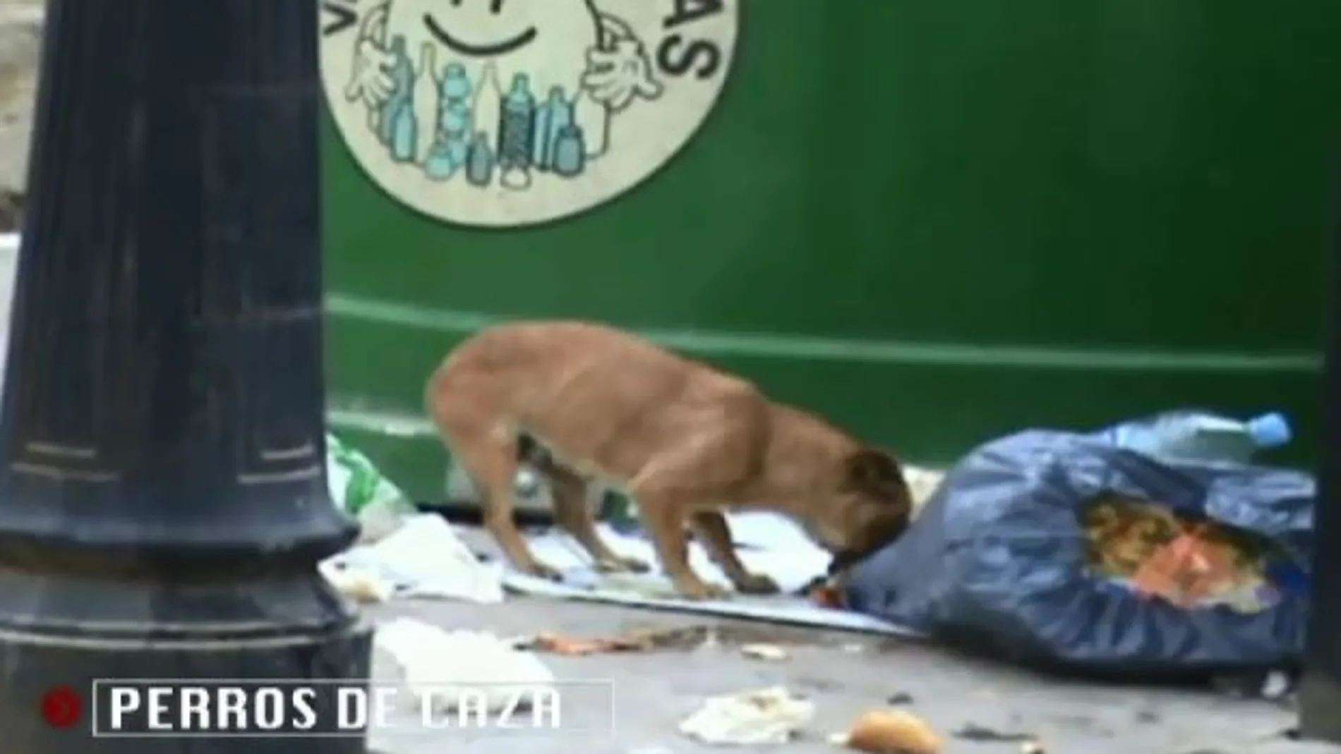 Cien mil perros son abandonados cada año en España según las protectoras de animales