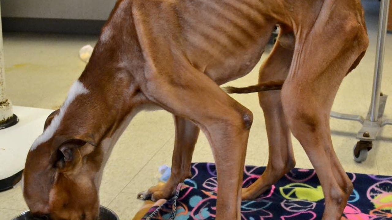 Un vecino de Albacete abandona a un perro en un piso y termina muriendo de hambre