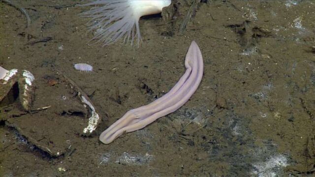 Xenoturbella churro