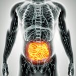 Los nanoplásticos afectan al microbioma intestinal