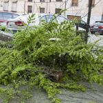La rama que caído sobre la niña a la salida del colegio Santiago el Mayor, en Toledo