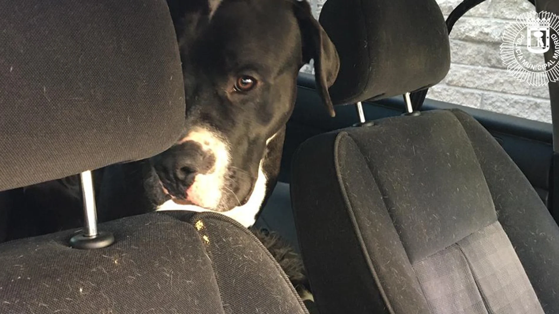Uno de los perros rescatados en el interior del vehículo