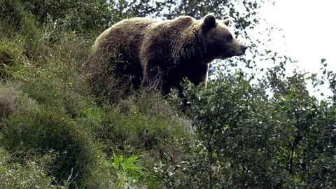 Un ejemplar de oso pardo