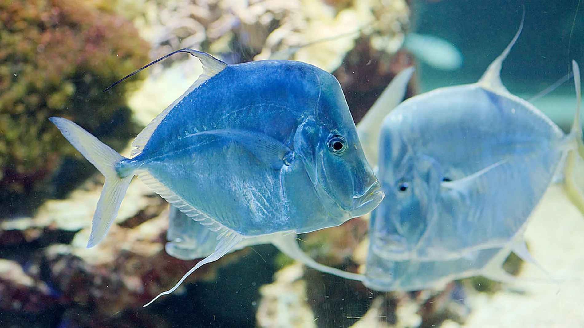 Los científicos estudian la capacidad del pez Selene vomer para hacerse invisible a los depredadores