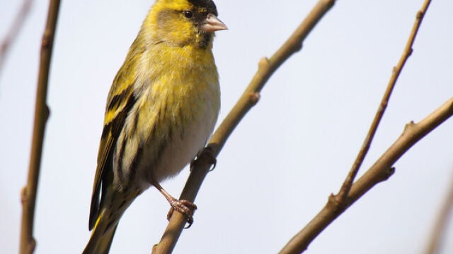 El estudio demuestra que pequeñas aves como el lúgano (Carduelis spinus) tienen un carácter social y son capaces de desplazarse con el mismo grupo durante varios años y recorriendo distancias de varios cientos de kilómetros