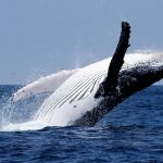 La ballena jorobada podría beneficiarse del cambio climático | Efe