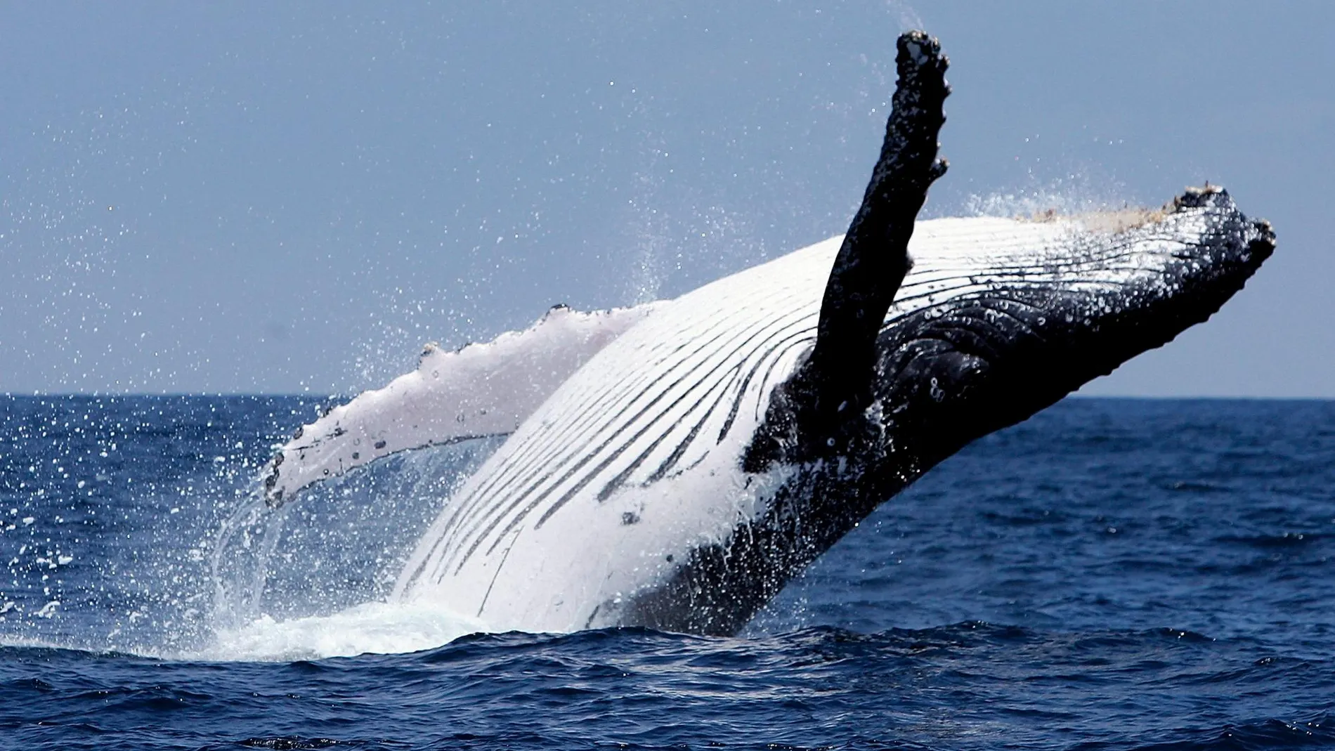 La ballena jorobada podría beneficiarse del cambio climático | Efe