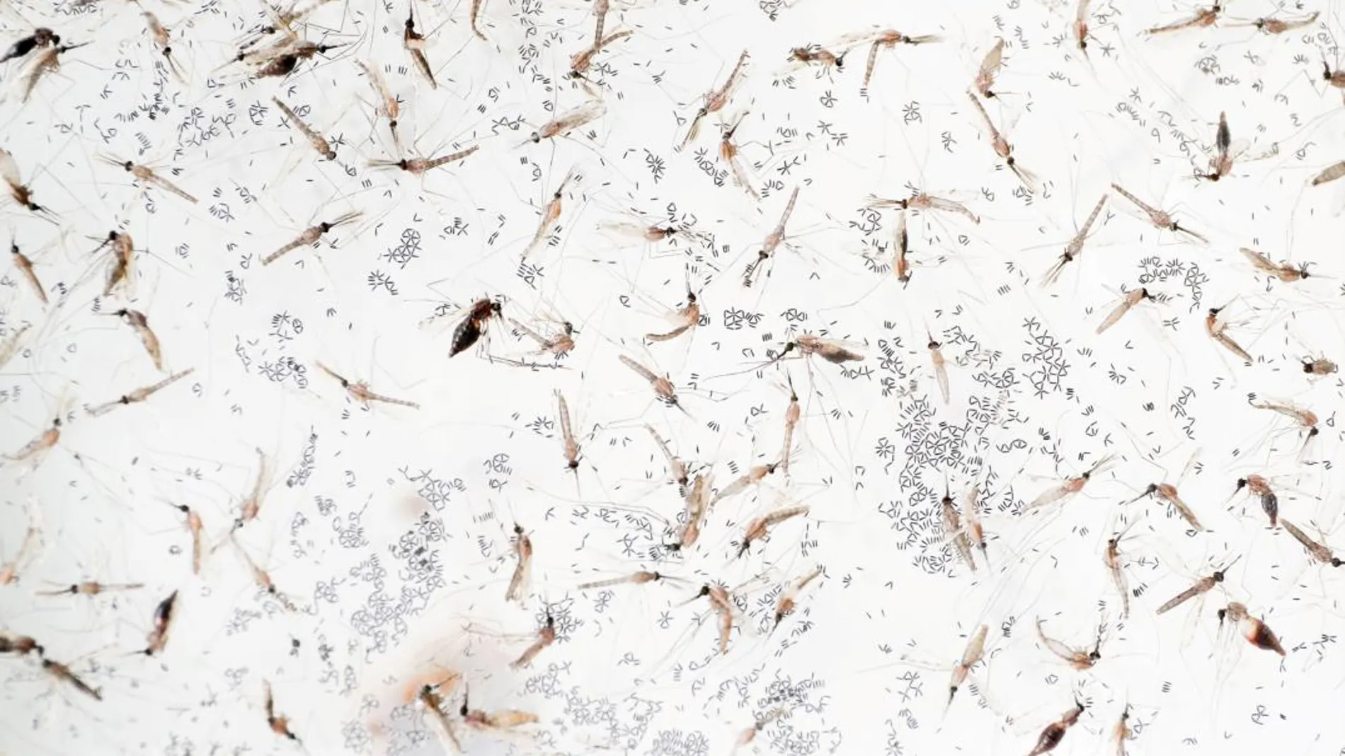 Mosquitos causantes de la malaria, analizados en un laboratorio / Reuters