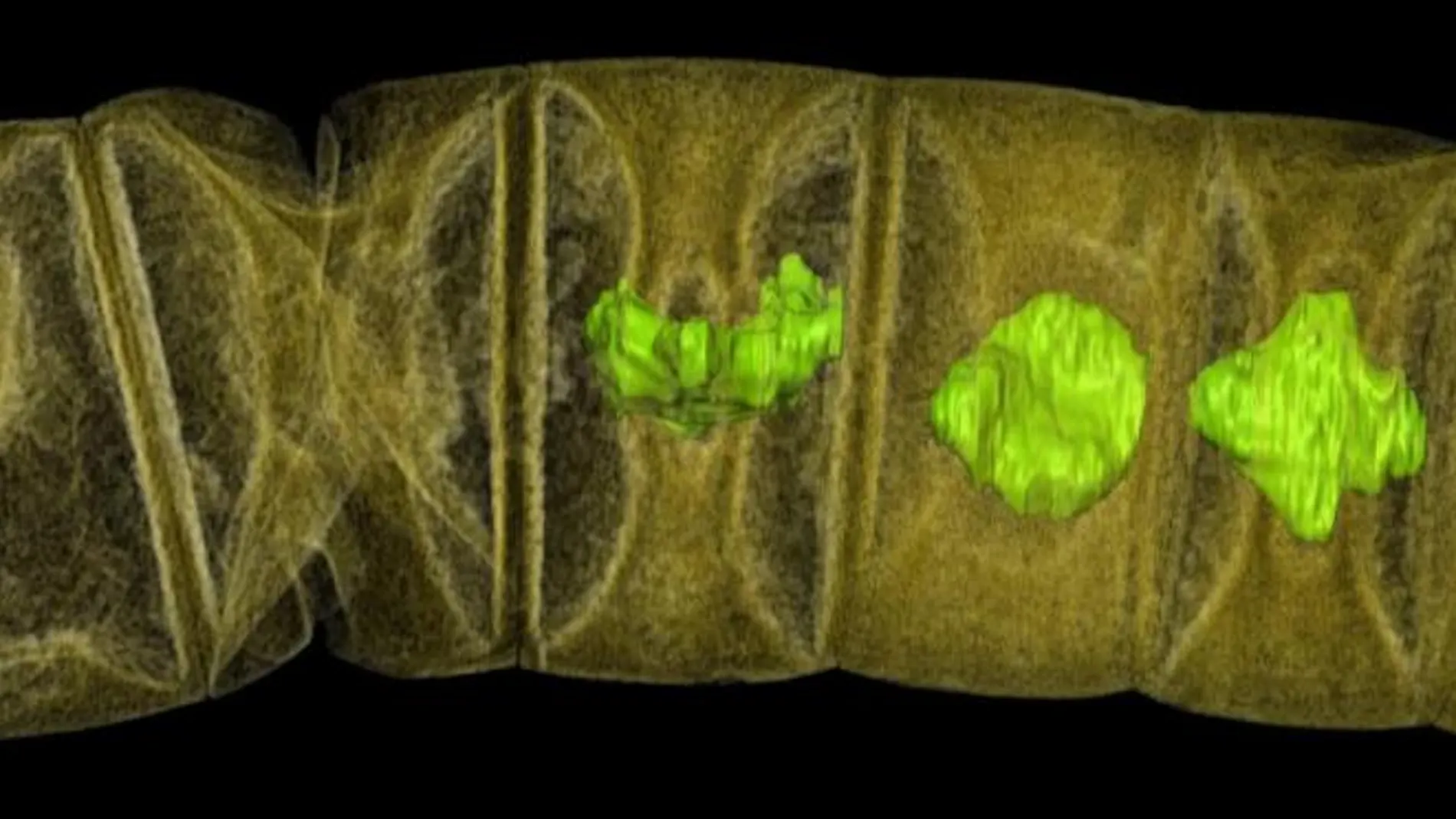 Imagen tomográfica por rayos X de algas rojas fósiles estudiadas