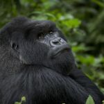 Un gorila, fotografiado en Ruanda
