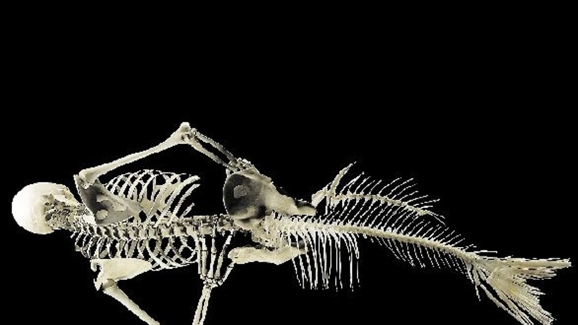 Entre las antiguas criaturas marinas y las primeras en empezar a caminar en tierra existe una línea evolutiva analizada por Shubin
