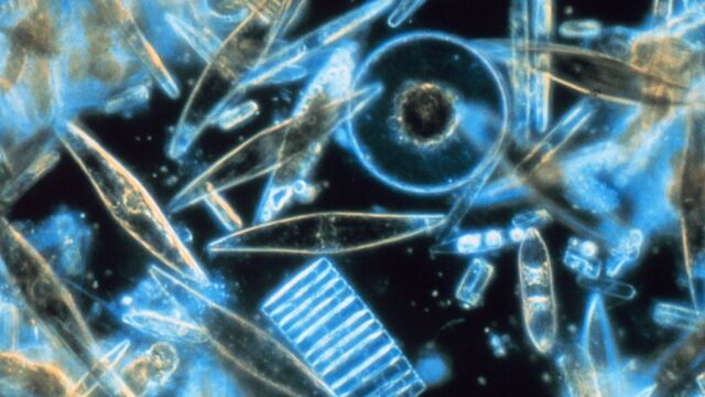 Fitoplancton visto a través del microscopio