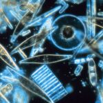 Fitoplancton visto a través del microscopio