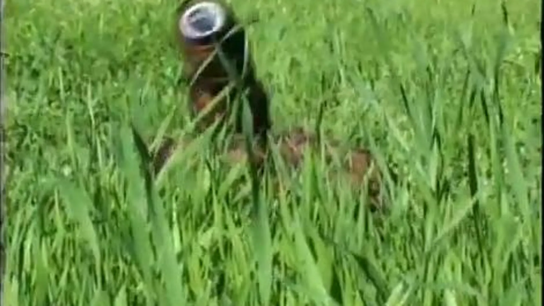 Desarrollan una serpiente robot capaz de adentrarse en lugares imposibles