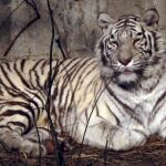 Un tigre de Bengala