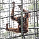 Un orangután se agarra a los barrotes de su jaula en el centro de rehabilitación de la Borneo Orangutan Survival Foundation en Nyaru Menteng, Palangkaraya (Indonesia)