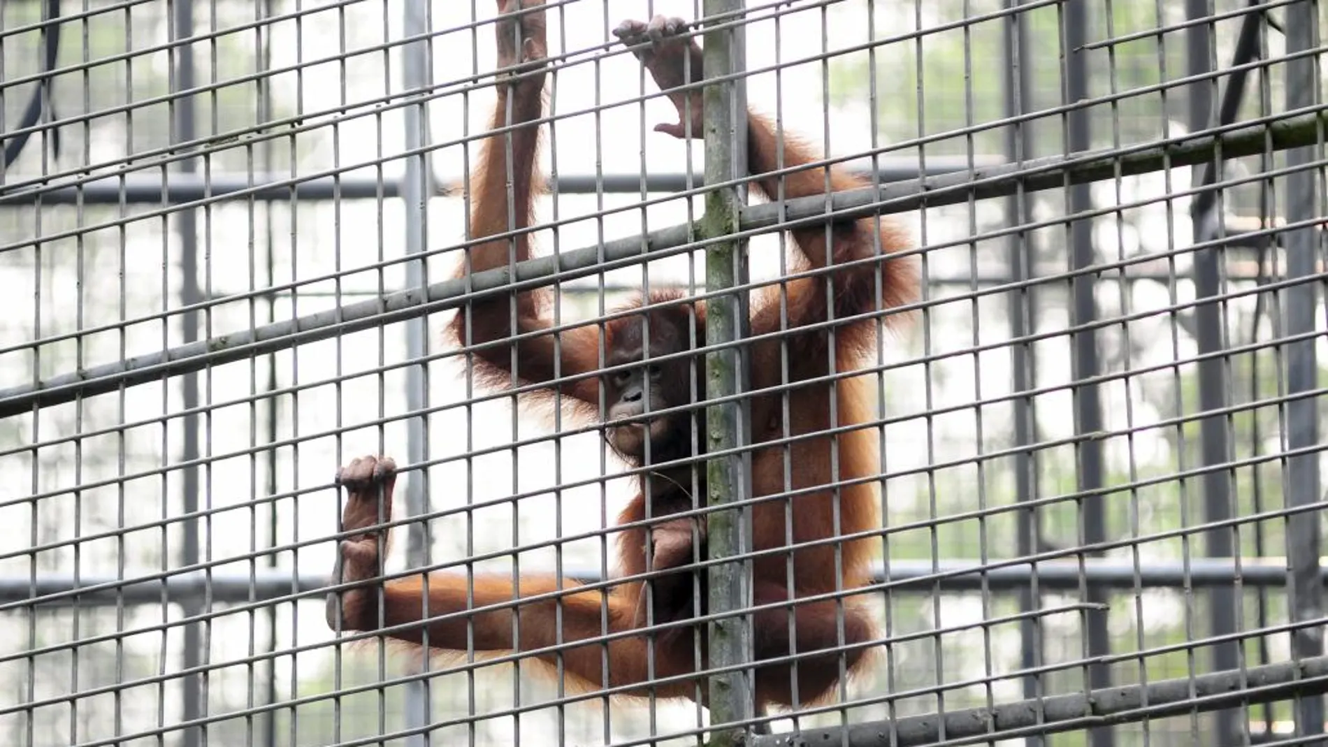Un orangután se agarra a los barrotes de su jaula en el centro de rehabilitación de la Borneo Orangutan Survival Foundation en Nyaru Menteng, Palangkaraya (Indonesia)