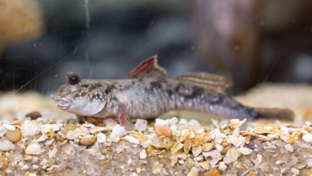 El pez del fango (Periophthalmus) utilizan su cola para moverse por la superficie del mismo modo que los primeros animales terrestres