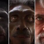 Un vídeo resume la evolución del rostro humano en los últimos 6 millones de años