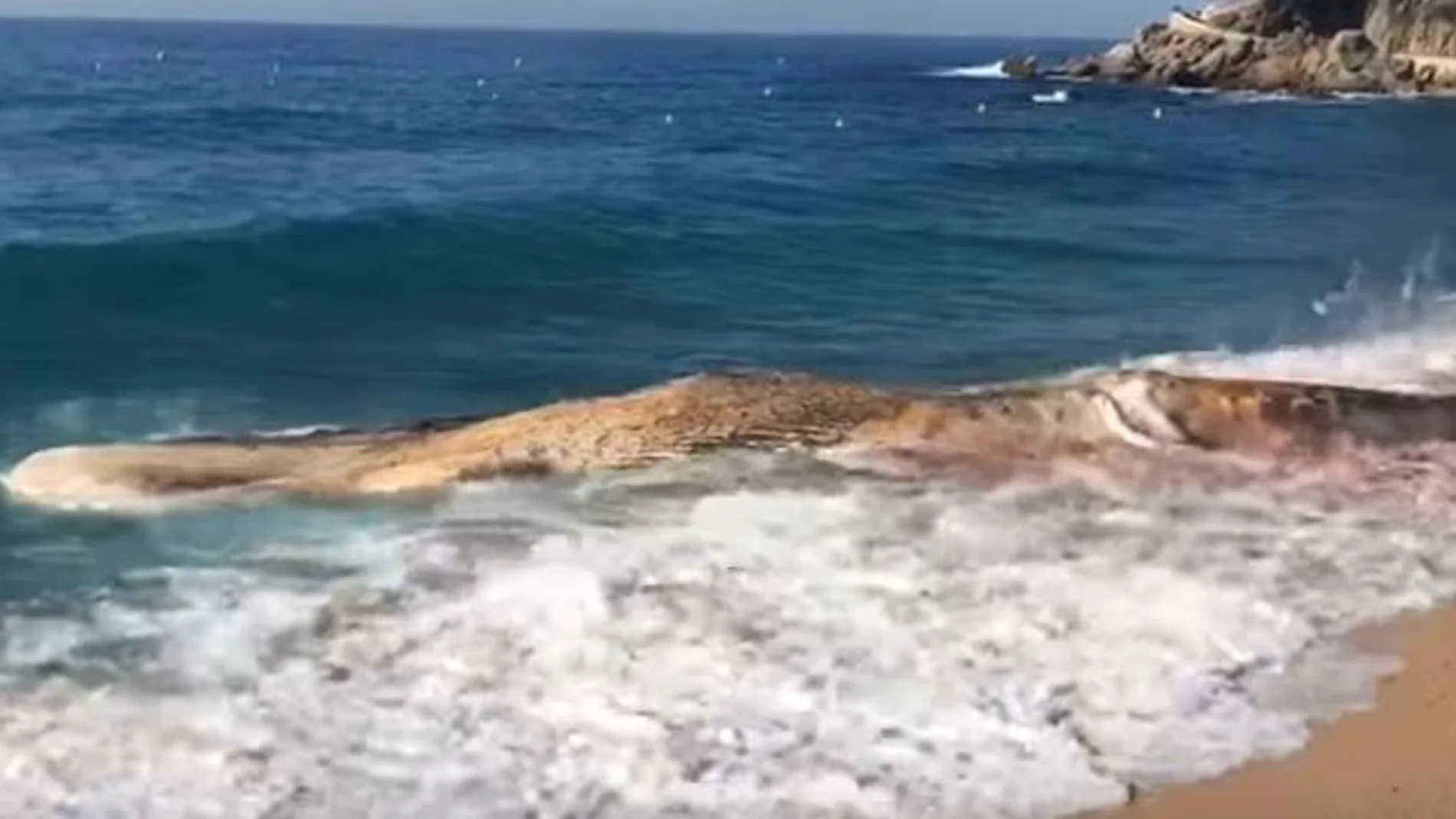 Aparece una ballena muerta en una playa de Lloret