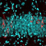 Neuronas inmaduras (rojo) y neuronas maduras (azul) en el giro dentado de un sujeto cognitivamente sano de 68 años de edad / María Llorens-Martín