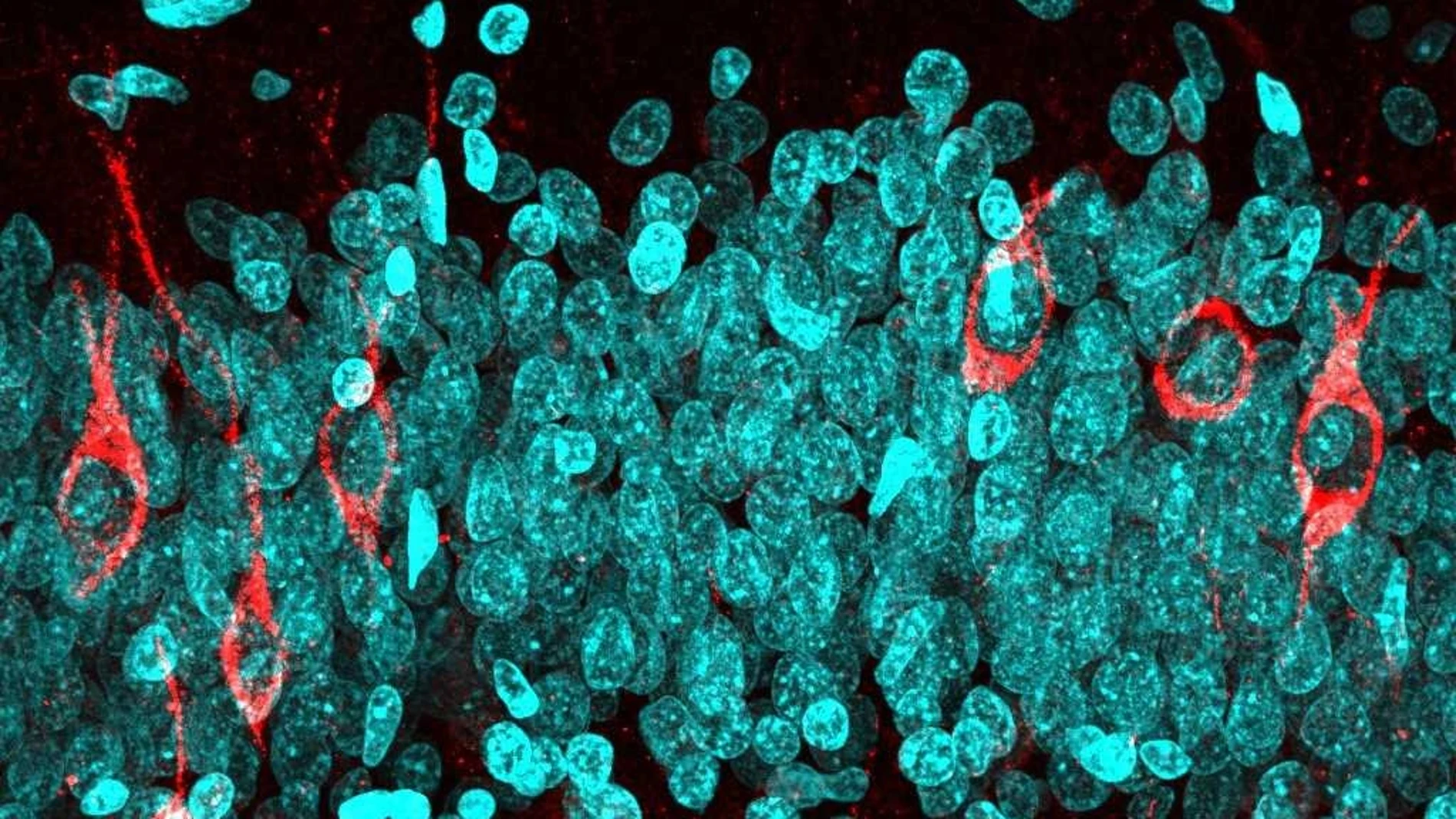 Neuronas inmaduras (rojo) y neuronas maduras (azul) en el giro dentado de un sujeto cognitivamente sano de 68 años de edad / María Llorens-Martín
