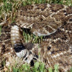 Serpiente de cascabel