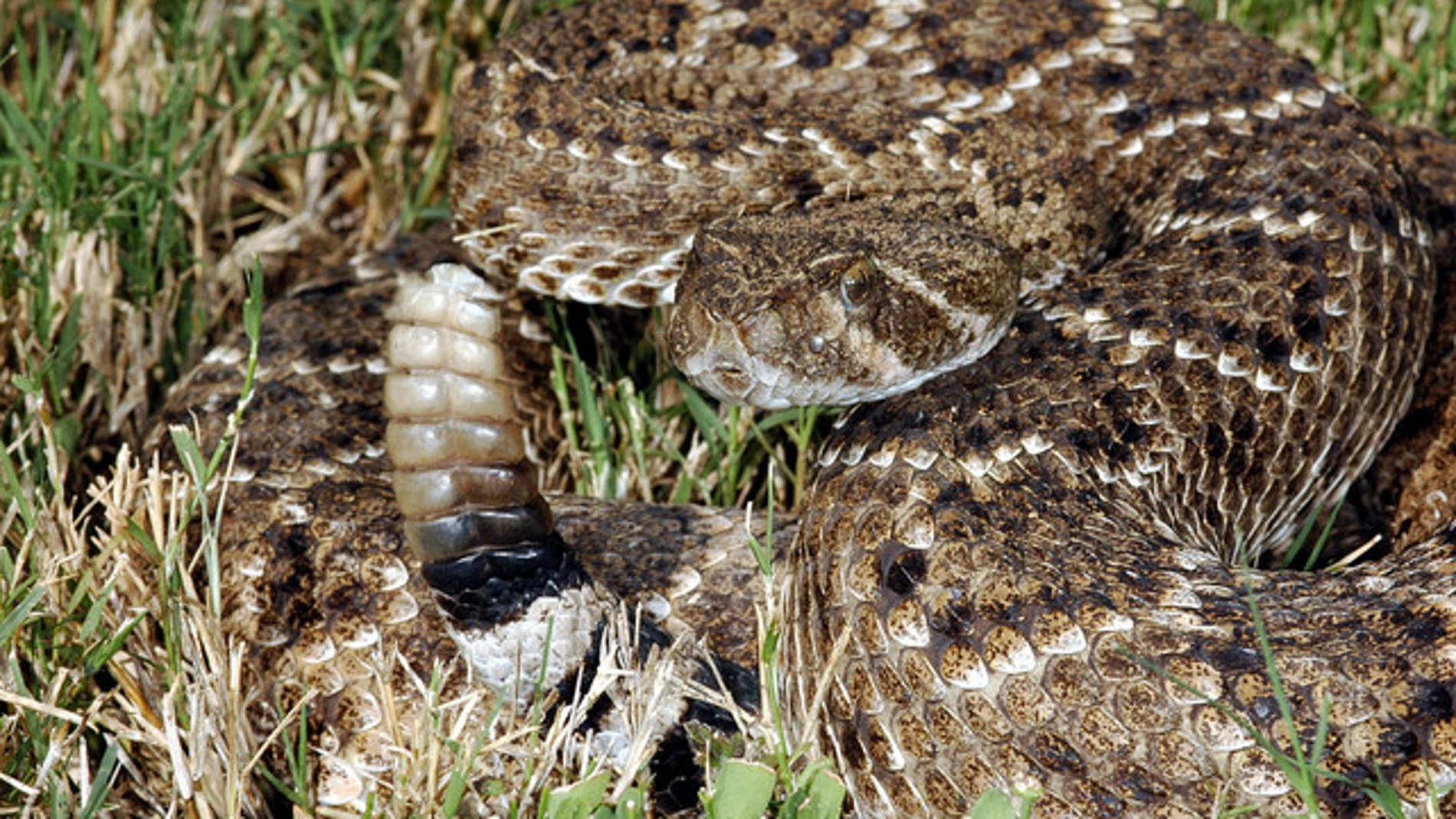 Serpiente de cascabel