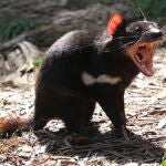 Los demonios de Tasmania son los marsupiales carnívoros más grandes del mundo. Viven únicamente en esta región australiana. / Chen Wu
