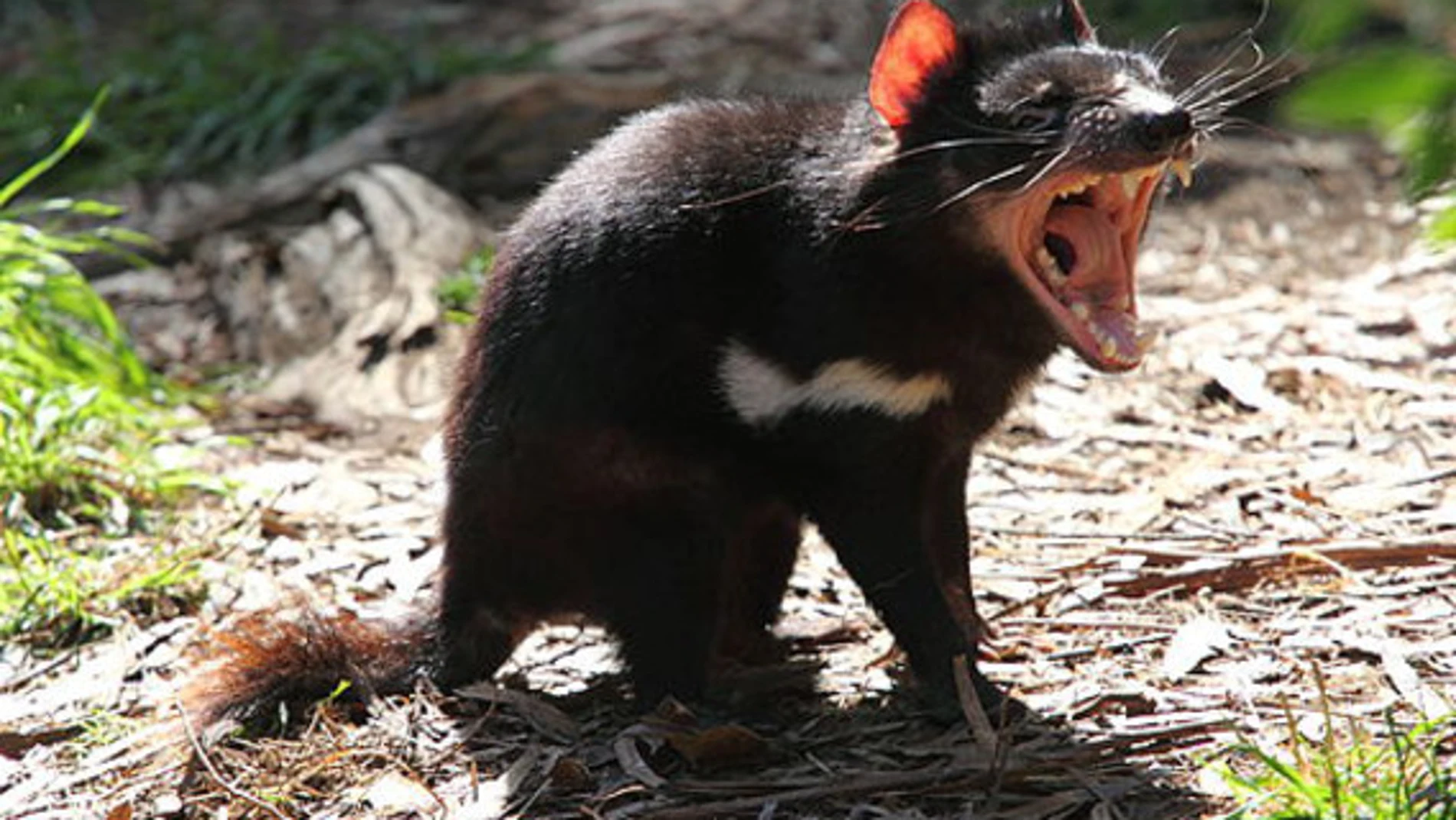 Los demonios de Tasmania son los marsupiales carnívoros más grandes del mundo. Viven únicamente en esta región australiana. / Chen Wu