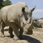 Imagen del rinoceronte del zoo de Thoiry.