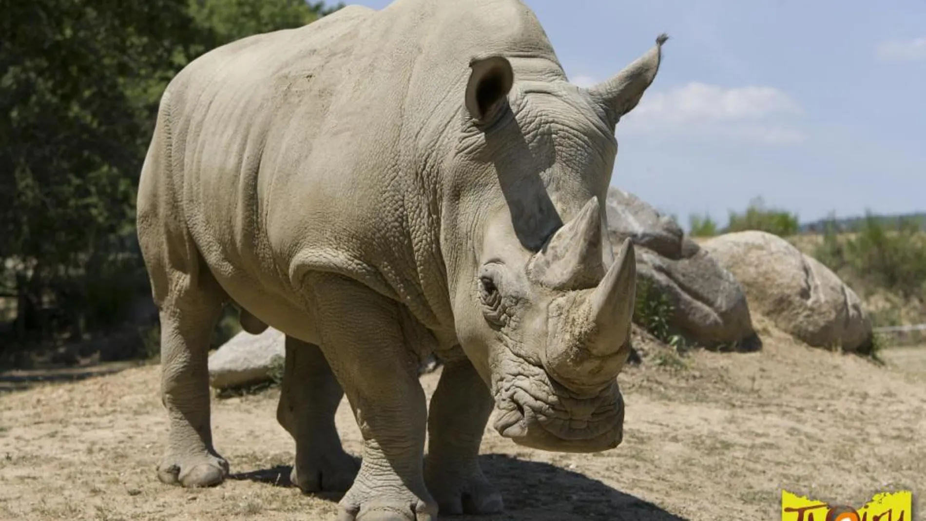 Imagen del rinoceronte del zoo de Thoiry.