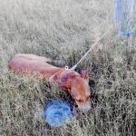 Naif, el perro que sobrevivió pese a ser acuchillado en el cuello