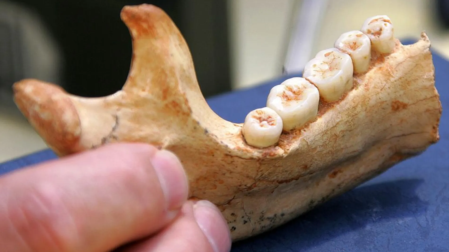 Una mandíbula obtenida en la Sima de los Huesos, en una imagen de archivo