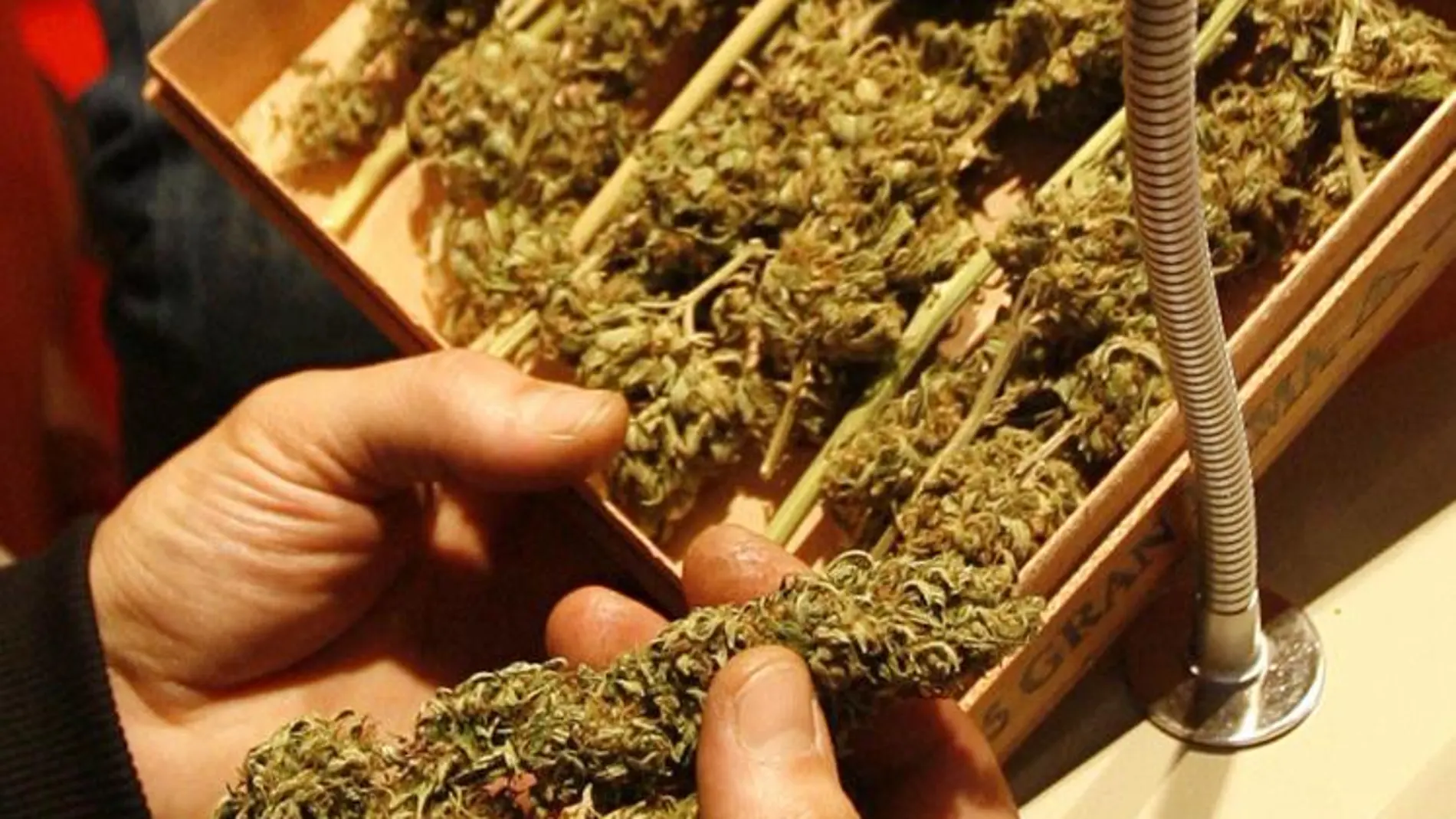 Desde el Parlament se busca legalizar el consumo de marihuana