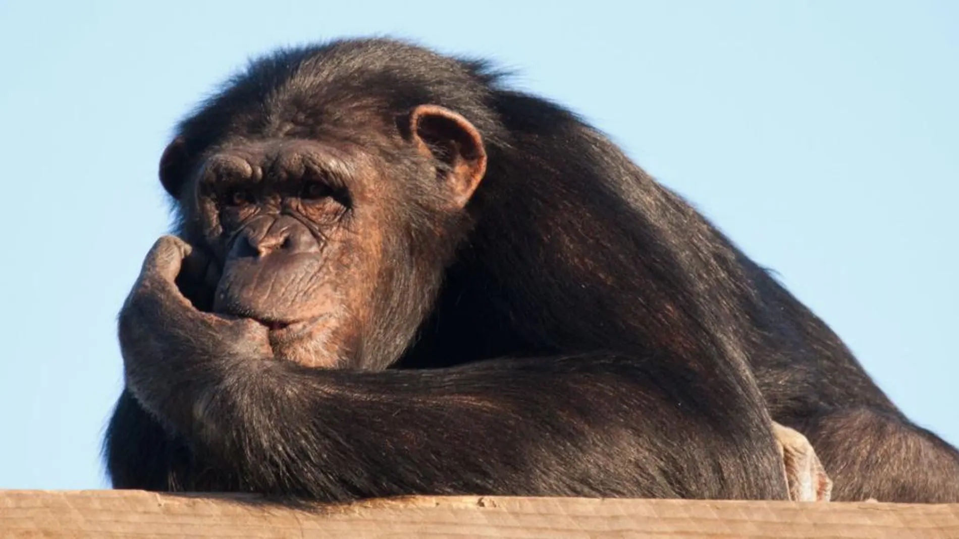 135 primates amenazados por la falta de fondos para mantenerlos