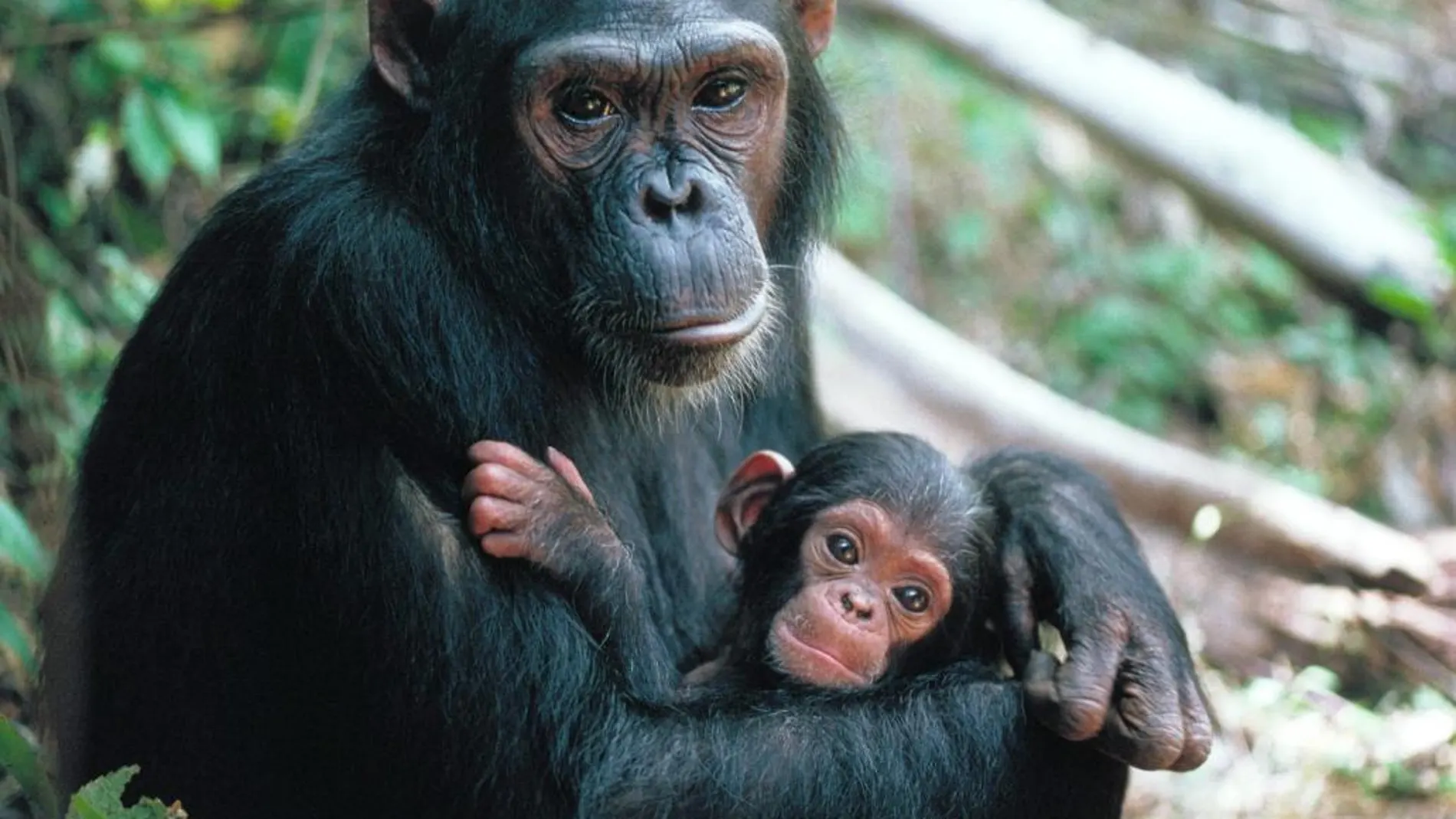 El fin de la investigación con los chimpancés