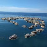 Las tortugas muertas flotando sobre las aguas del mar en Puerto Escondido, Oaxaca (México) /Efe