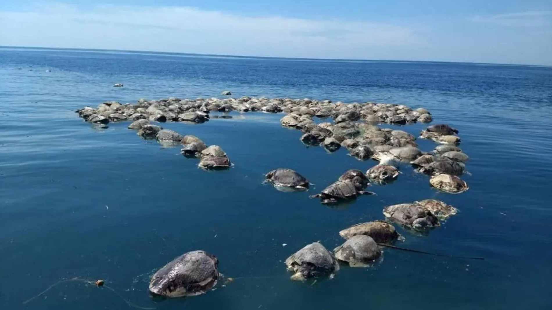 Las tortugas muertas flotando sobre las aguas del mar en Puerto Escondido, Oaxaca (México) /Efe