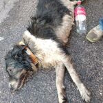 Cuando llegaron los agentes al vehículo el perro «ya había fallecido». @PoliciaFuenla