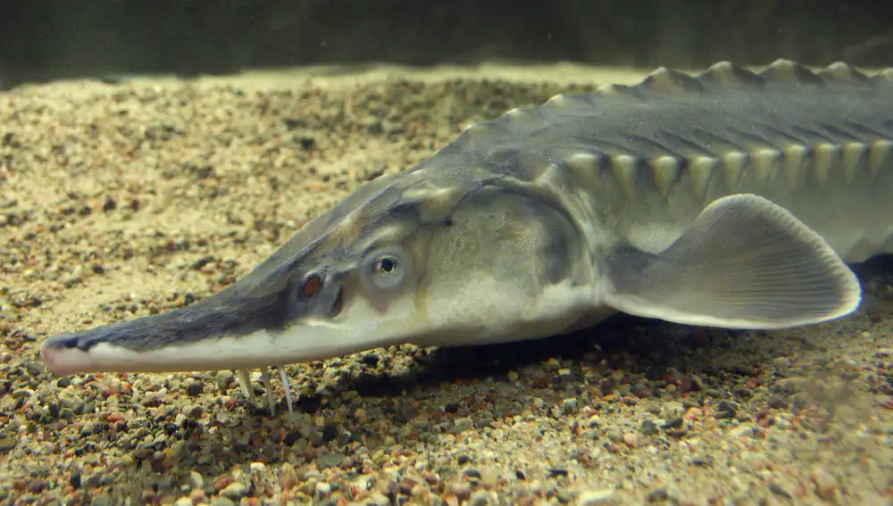 Imagen de un esturión europeo como el encontrado en aguas gallegas