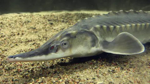 Imagen de un esturión europeo como el encontrado en aguas gallegas