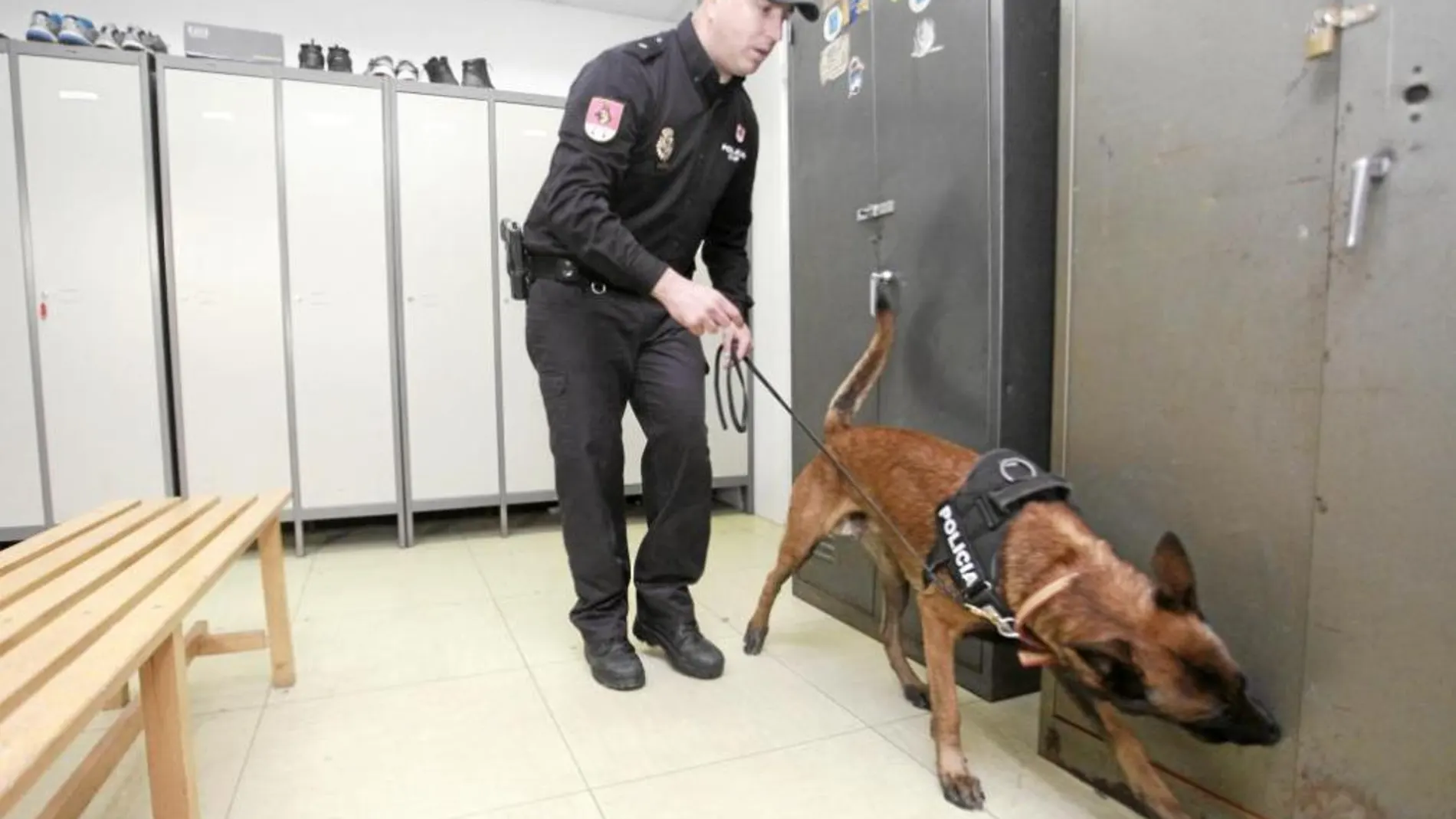 Sam y Duke, dos de los perros de la Unidad de Guías Caninos, en un entrenamiento